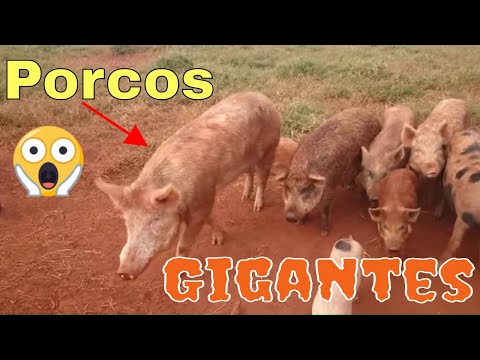 Thumbnail for Porcos gigantes misturados com Javali selvagem no Hotel fazenda IBiqua