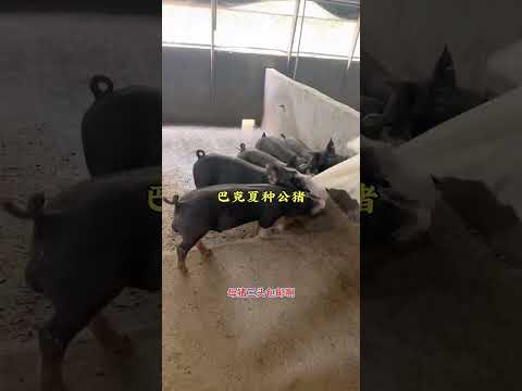 Thumbnail for Raising Knowledge 62