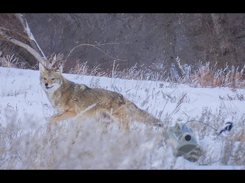 Thumbnail for 30 Coyotes Down With The 22-250 Suppressed.  (EPIC 4K KILL FOOTAGE)