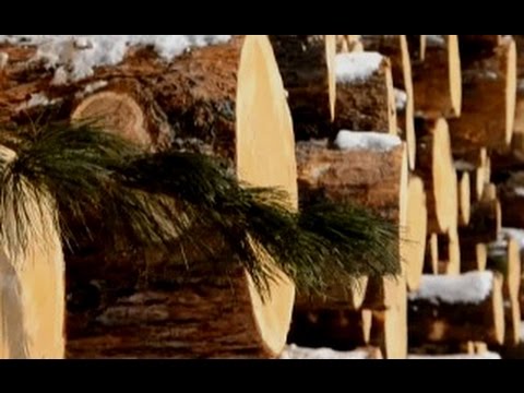 Заготовление леса. Сибирь 2015.