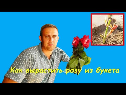 Thumbnail for Как укоренить розу из букета