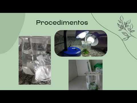 Thumbnail for Fotossíntese - Disciplina de Fisiologia Vegetal UFJF