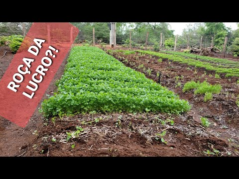 ROÇA DA LUCRO? VIVER DELA SENDO PEQUENO TEM COMO?