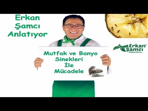 Thumbnail for Mutfak ve Banyodaki Siyah Sinekleri yok etme yöntemi.