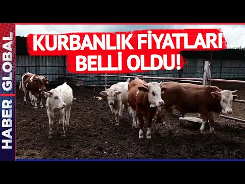 Kurbanlık Fiyatları Belli Oldu! İşte Büyükbaş ve Küçükbaş Kurbanlık Piyasası...