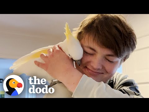 Thumbnail for Bird Laughs Like An Evil Villain Chasing Her Family Around The House | The Dodo Soulmates