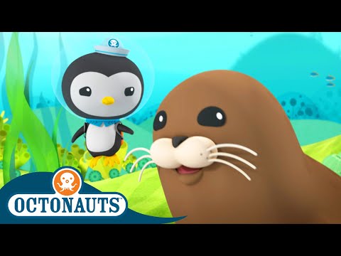 @Octonauts - The Harbour Seal ???? | Season 3 | Full Episodes | Cartoons for Kids
