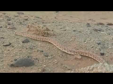 Thumbnail for الكوبرا الكاذبة Rhagerhis moilensis