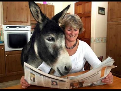 10 ANIMAIS MAIS INTELIGENTES DO MUNDO