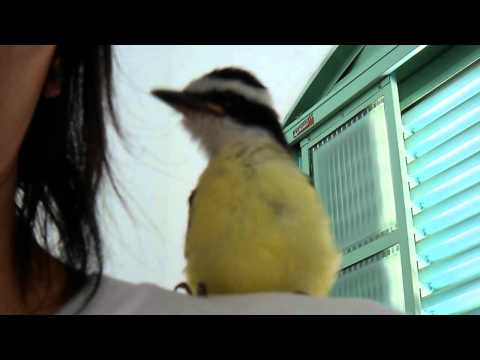 Filhote de Bem-te-vi  2012