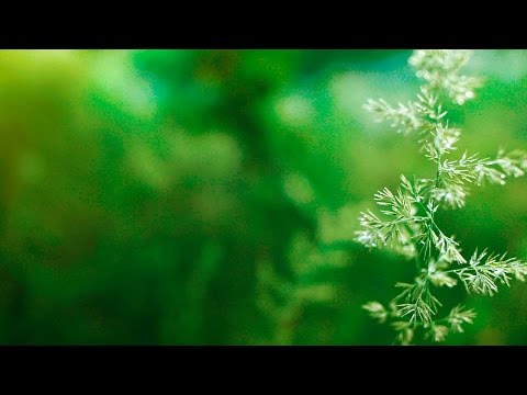 Music for studying, focus, concentration and music for stress relief (Season 2 - relaxdaily)