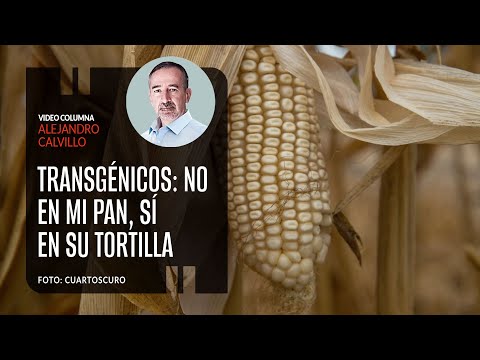Transgénicos: no en mi pan, sí en su tortilla. Por Alejandro Calvillo | Video columna