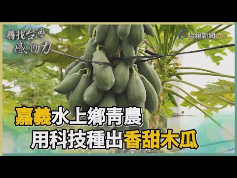Thumbnail for 尋找台灣感動力-水上青農 用科技種出香甜木瓜