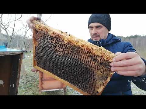 Thumbnail for 5 Февраля 2023 первые потери на пасеке!!