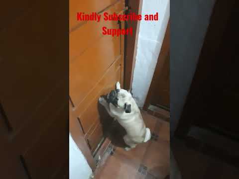 Arguing for Morning Bath Perfect #pug #bath #argument #perfect #onedirection #dogs #toy #dog