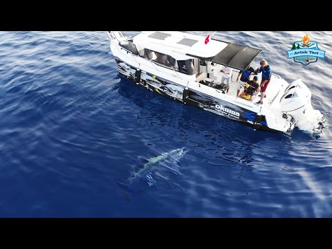 Thumbnail for HAYATIMIZIN EN BÜYÜK BALIĞI!! OLTA İLE 110 KİLOLUK DEV ORKİNOS!! Big Catch Giant bluefin tuna!