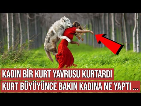 Kadın Bir Kurt Yavrusu Kurtardı, 1 Yıl Sonra Kurt Büyüyünce Bakın Ne Yaptı