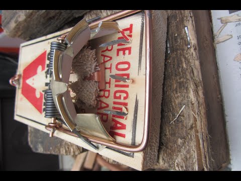 Thumbnail for Rat trapping Tips: 14th March,2022: Setting Up a New Victor Rat Trap.
