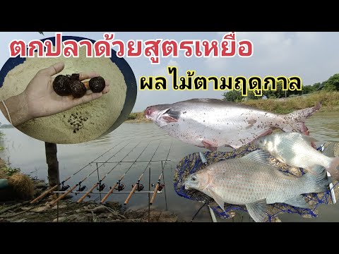 Thumbnail for ถล่มฝูงปลา ด้วยสูตรเหยื่อ ลูกมะเดื่อแดง พร้อมวิธีทำ กินทั้งปลาเกล็ดและปลาหนัง