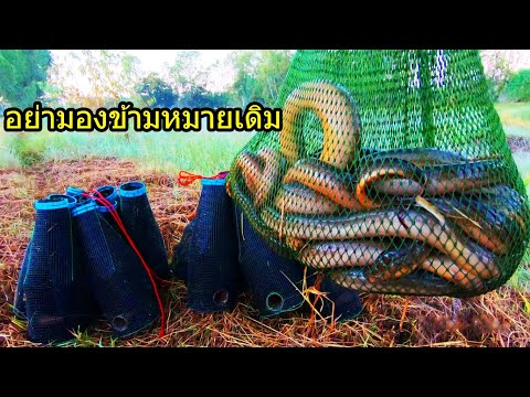 ยามตุ้มปลาไหล ซ้ำหมายเดิม ยังหมานเหมือนเดิม หมายนี้ปลาไหลโคตรเยอะ