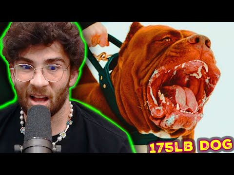 Thumbnail for HasanAbi Reacts to 175lb Family Pit Bull - Meet 'Hulk' The Giant Dog