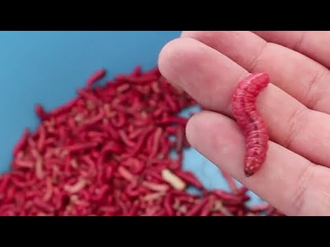 Thumbnail for COMIENDO GUSANOS DE MAGUEY (Chinicuiles, Escamoles y más)