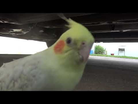 Calopsita macho chamando a fêmea