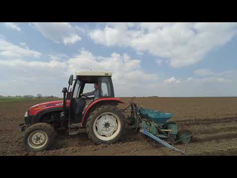 сієм соняшник 2019