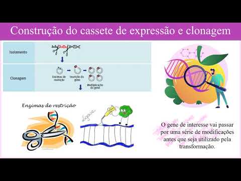 Biotecnologia e agricultura: Etapas para engenharia genética de plantas - Parte 1