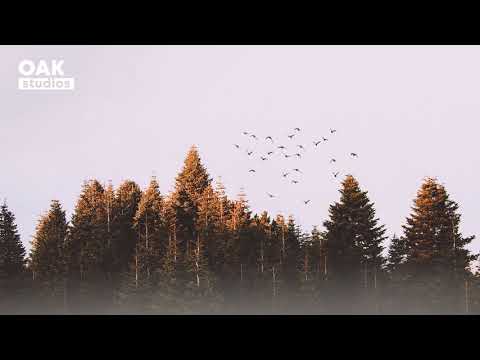 Thumbnail for [No Copyright Music] Woods - Acoustic Folk | Background Music