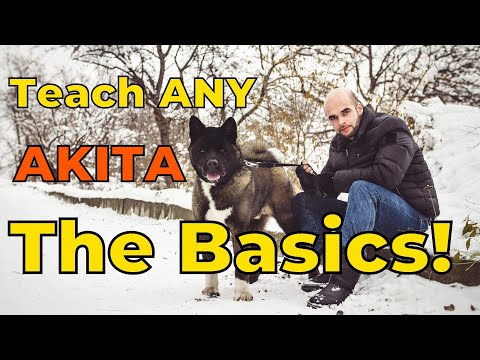Thumbnail for Dog Training 101: How to Train ANY AKITA the Basics