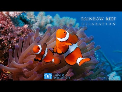 Thumbnail for 3HRS Stunning Underwater Footage + Relaxing Music | French Polynesia, Indonesia 4K Upscale
