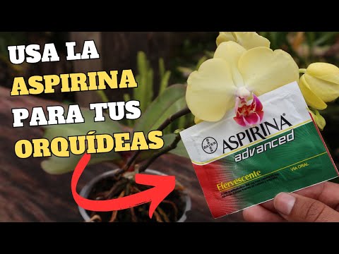 Usa la ASPIRINA para tener Orquídeas SANAS y BONITAS