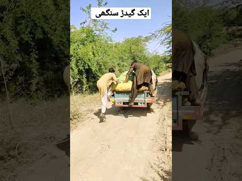 Thumbnail for گیدڑ سنگھی کا حملا کھیتوں میں #short #magic #farming #ytshorts