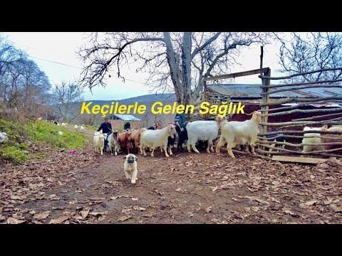 Thumbnail for Keçilerle Gelen Sağlık-Keçi Çobanlığı