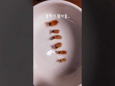 Thumbnail for 꼴뚜기들... 귀여워 ~~#shorts