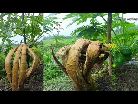 v161: Bending Technique of Papaya to boost fruiting and can stand against typhoon