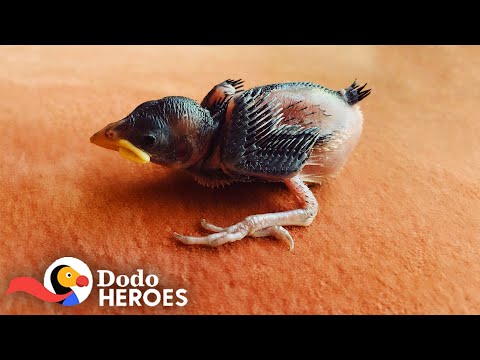 1-Day-Old Sparrow Makes His Rescuer Fill Her House With Baby Birds  | The Dodo Heroes