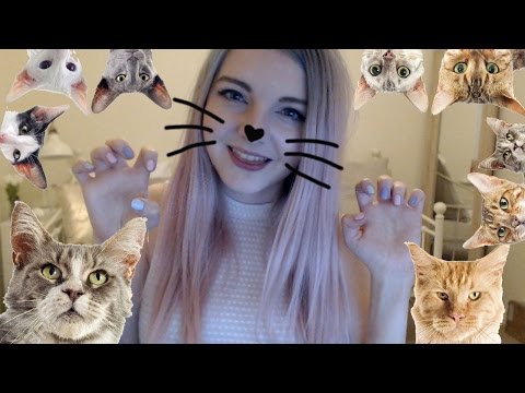 Crazy Cat Lady Simulator!