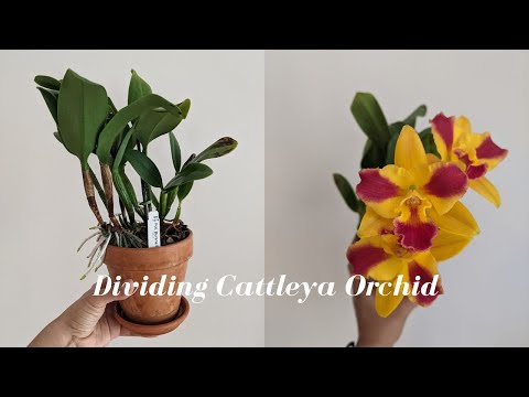 How to Divide & Repot Cattleya Orchids | Easy Repotting Tips for Beginners