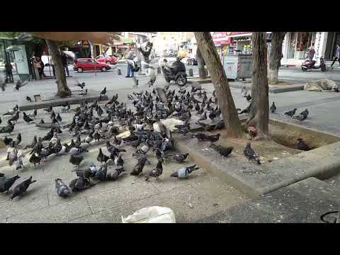 ÜÇTE ÜÇ YAKALADIM YABANİLERİN ARASI  KAÇAK DOLU