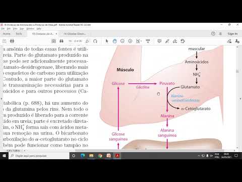 Thumbnail for ACH5543 - Aula 6 - Oxidação de Aminoácidos e Produção de Ureia