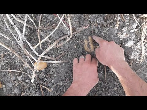 ORGANIK PATATES CIKARTIYORUM.KIŞA HAZIRLIK.