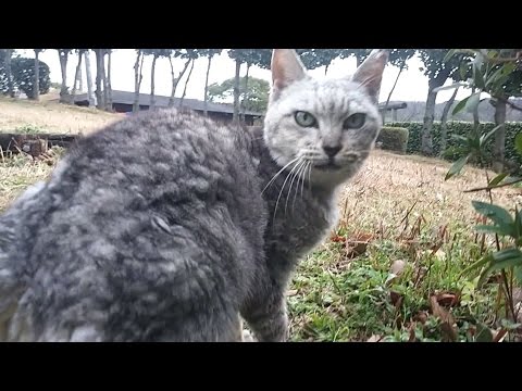 野良猫が「ついてきて!」と言うのでついていってみたら