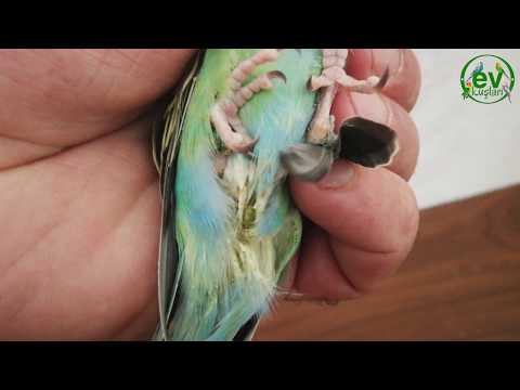 Thumbnail for Muhabbet Kuşu İshal Nedenleri,Belirtileri,Tedavisi