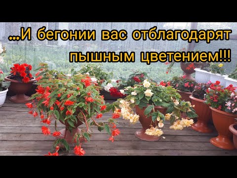 ОСОБЫЙ секрет моих бегоний!!!