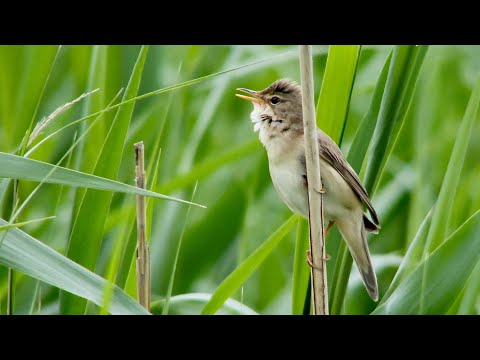 Marsh warblers (Acrocephalus palustris) imitate European and African birds. For close-ups skip intro