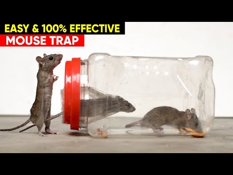 Thumbnail for Best & Easy Mouse Trap - DIY Mouse Trap - Rat Trap Homemade