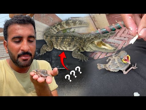 Crocodile Leny Se Mna Hogea|| Bht Acha Hoa????