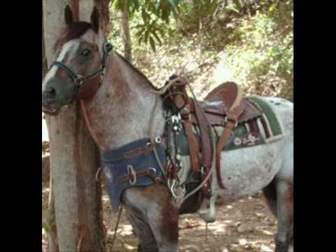 Thumbnail for El Guasón...El caballo record en el 2010.